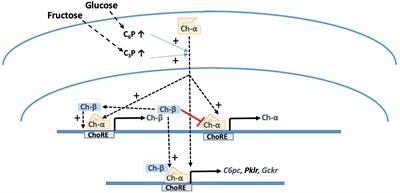 The Protective Role of the Carbohydrate Response Element Binding Protein in the Liver: The Metabolite Perspective